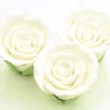 Zucker-Rosen, Weiß, 3 Stück, 5 X 3,5 Cm