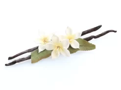 Gourmet-Vanilleschote Von Tahiti, 1 Stück