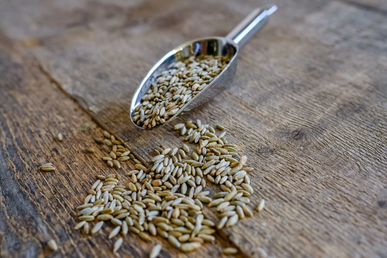 Roggenkörner Spezialgereinigt 3kg 1 Roggenkörner Spezialgereinigt 3kg